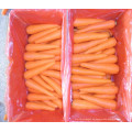 Frische organische Karotte im Verkauf aus China